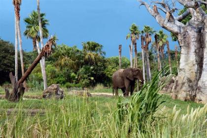 Hilton Grand Vacations Orlando International