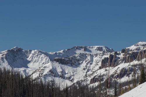 Pines 4039 - image 2