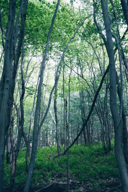 Tentrr - Forest Hideaway - image 10