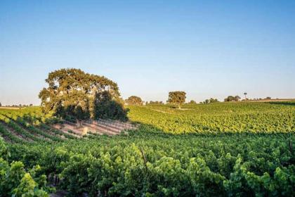 Chateau Robles -Vineyard English Garden - image 11