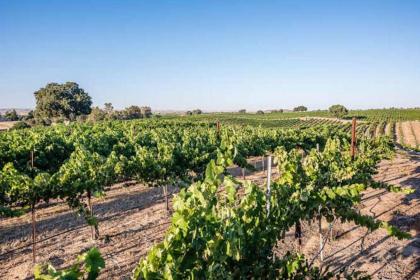 Chateau Robles -Vineyard English Garden - image 14