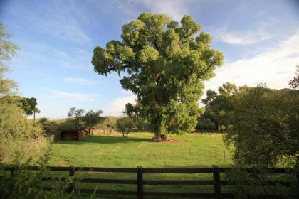 Spirit Tree Inn B&B - image 12