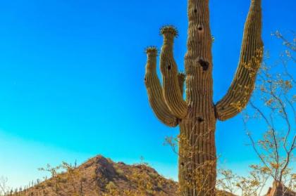 Desert Foothills - image 2