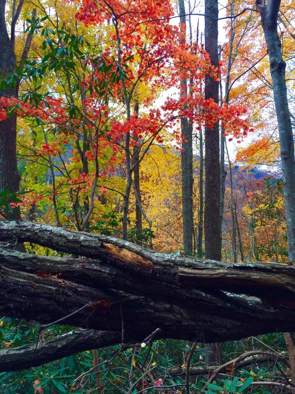 A Cabin In The Woods - image 5