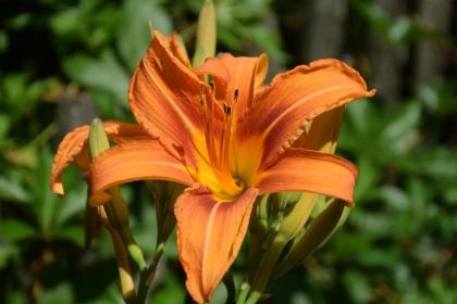 Martin Hill Inn Bed & Breakfast - image 12