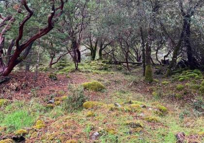 Rustic Redwood Retreat - image 5