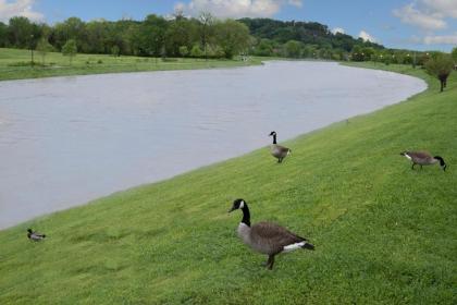Riverview Inn - Pigeon Forge/Sevierville - image 5