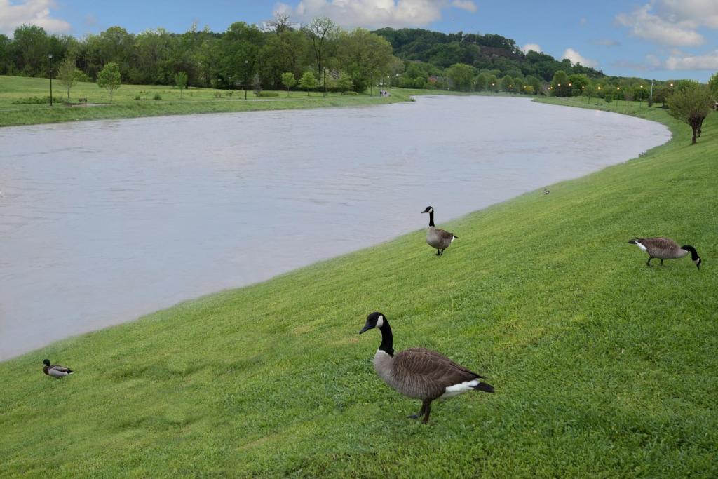 Riverview Inn - Pigeon Forge/Sevierville - image 5