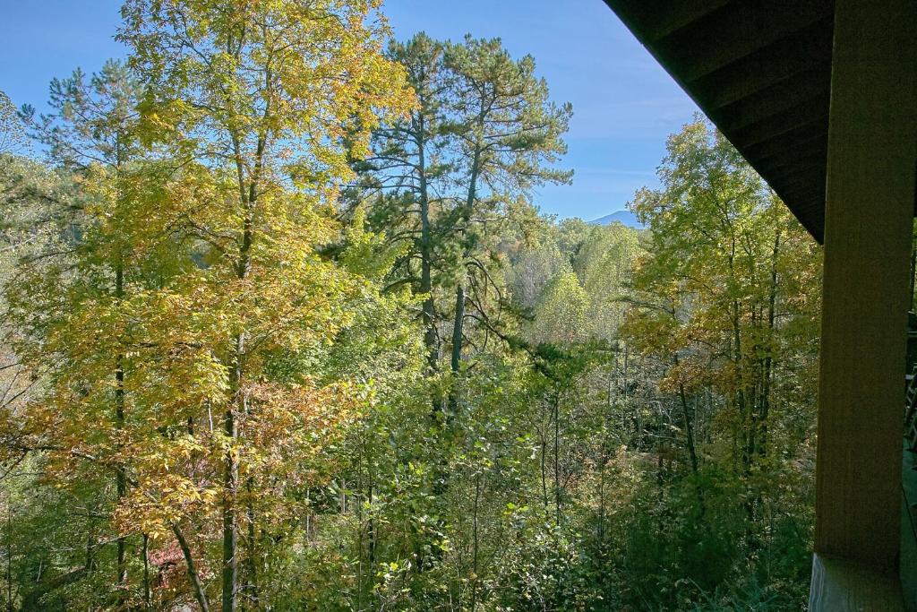 Bear Splash #409 by Aunt Bug's Cabin Rentals - image 5