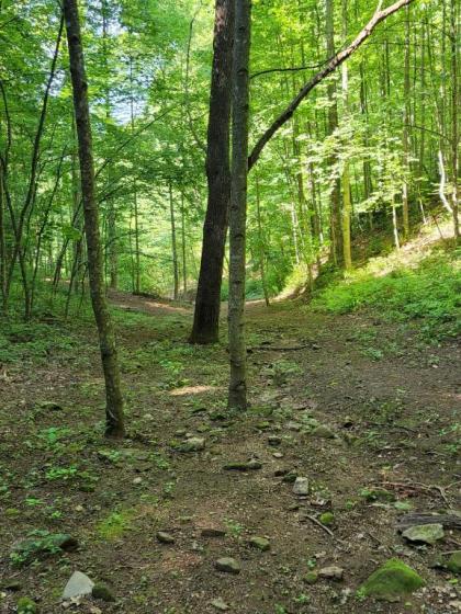 Tentrr Signature Site - Happy Hollow Hideaway Glade site - image 8