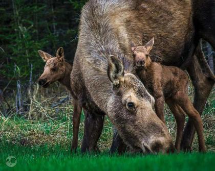 Kings Haven Lodge Soldotna