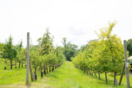 Tentrr Signature - Lakeside Tents in Historic Orchard - image 7