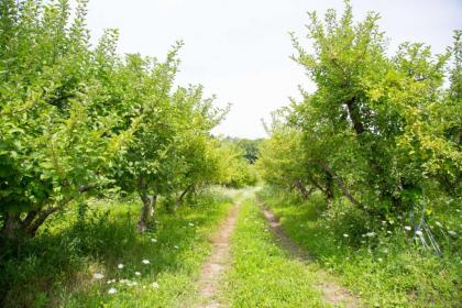 Tentrr Signature - Lakeside Tents in Historic Orchard - image 9