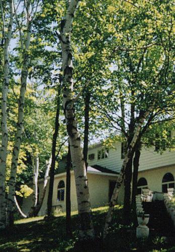 White Birch Inn - main image