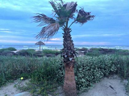 Unobstructed Oceanfront SPECKLED TROUT Unit 5 Beach Pad! - image 2