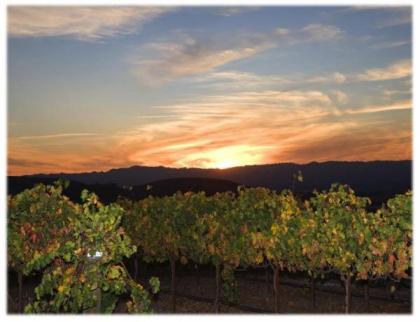 The Eden House Vineyard - image 14