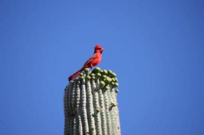 Catalina Foothills - image 2
