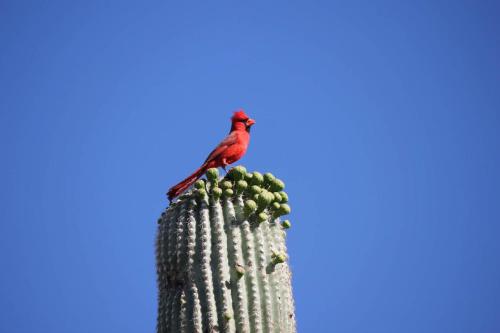 Catalina Foothills - image 2