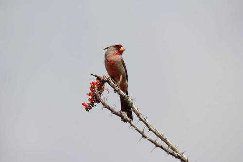 Catalina Foothills - image 3