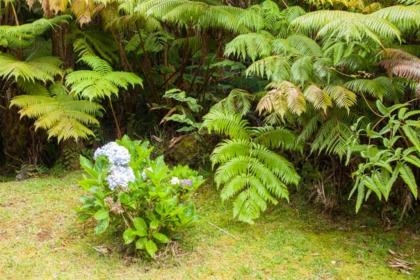 Cymbidium House Volcano Village by Casago - image 15