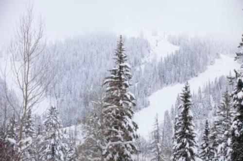Gray Wolf Condos at Whitefish - image 2