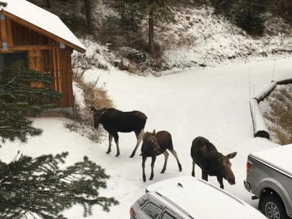 Jackson Hole Hideout - image 4