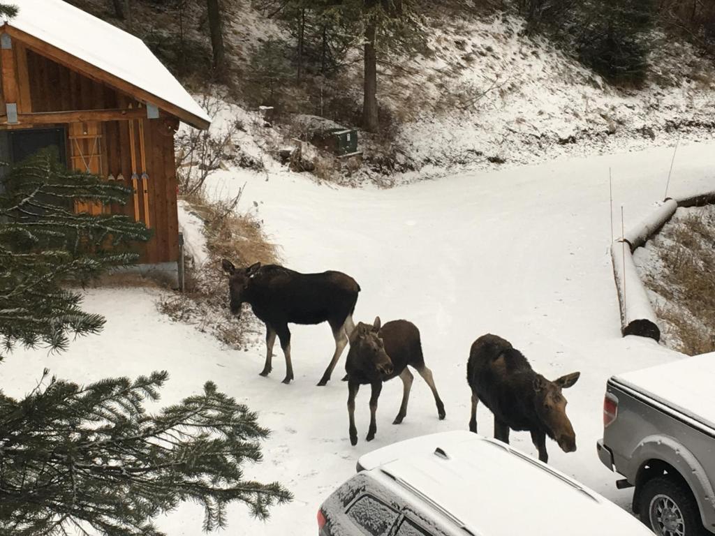 Jackson Hole Hideout - image 4