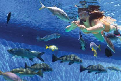 RumFish Beach Resort by TradeWinds - image 11