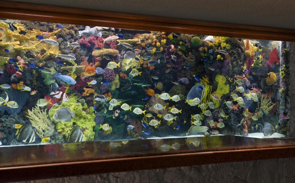 The Mirage - image 3