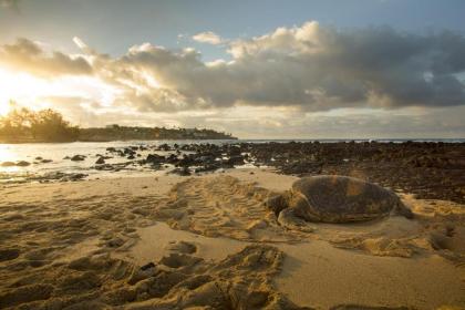 Marriott's Waiohai Beach Club - image 17