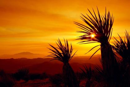 DoubleTree by Hilton Golf Resort Palm Springs - image 13