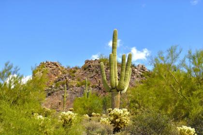 Gold Canyon Golf Resort - image 10