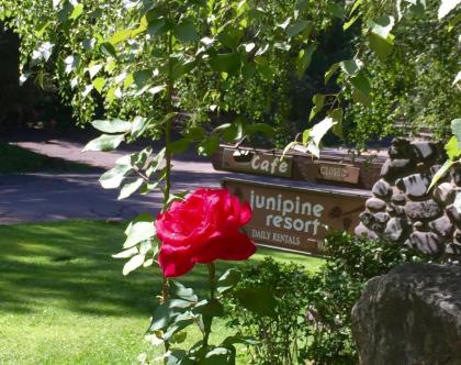 Junipine Resort - image 1