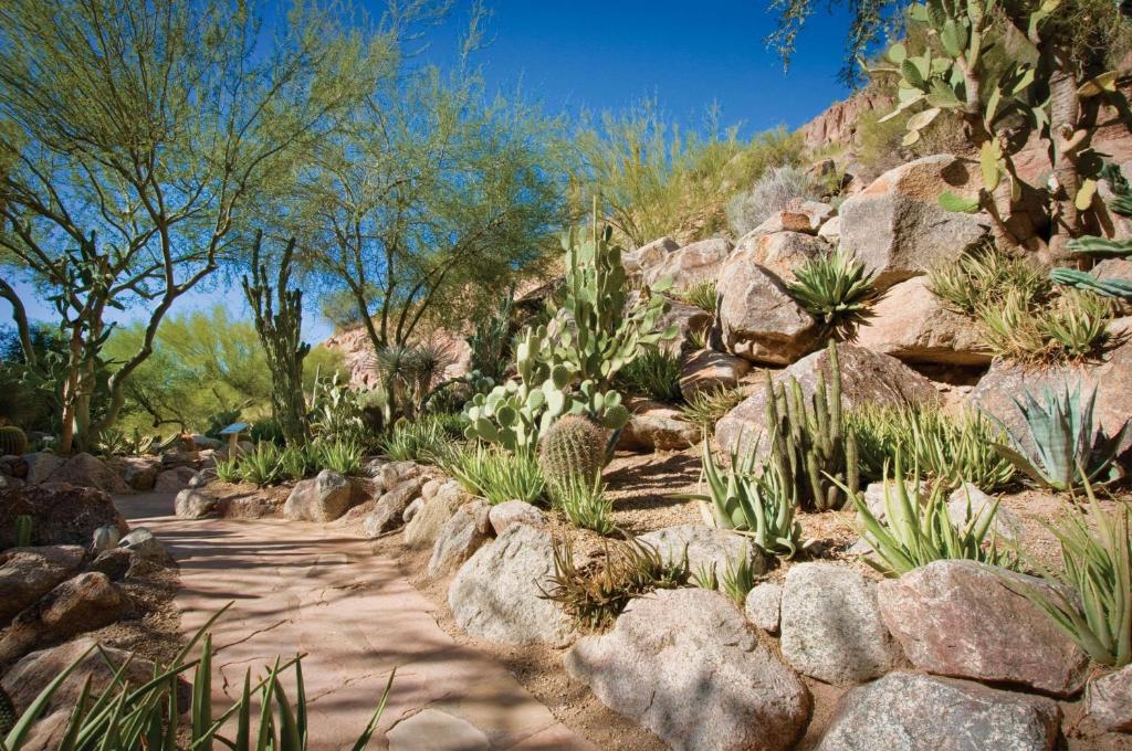 The Canyon Suites at The Phoenician a Luxury Collection Resort Scottsdale - image 6
