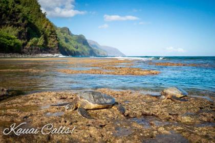 Waipouli Beach Resort Exquisite Ocean View Condo With Beach Front View! AC Pool - image 16