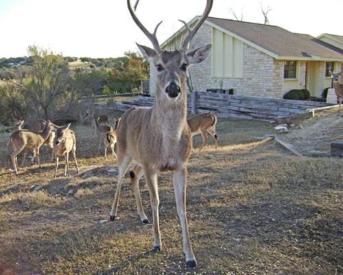 Recreational Resort Condominiums Situated on Lake Travis - image 2