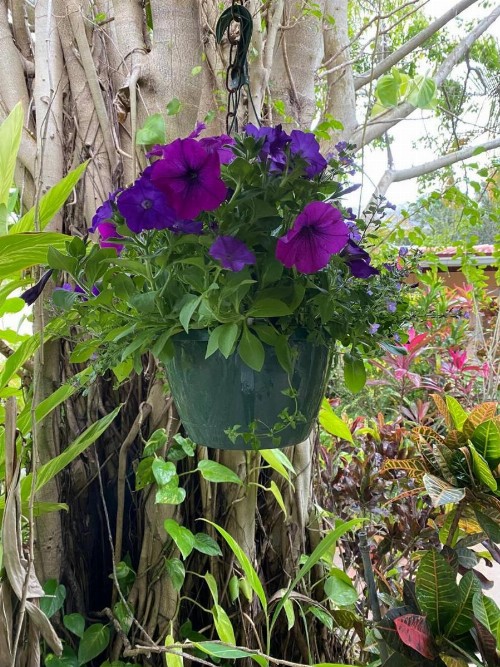 Tropical Villas Of Venice Beach - image 48