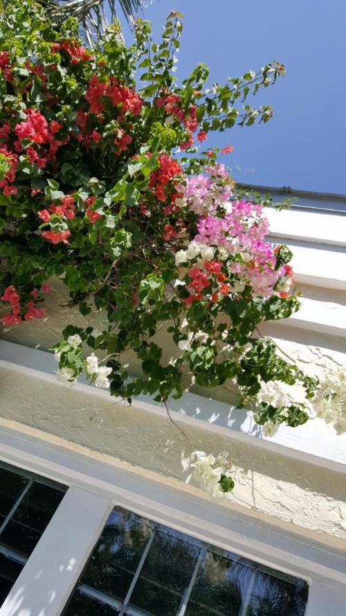 The Caribbean Court Boutique Hotel - image 20