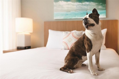 Hyatt House Virginia Beach / Oceanfront - image 15