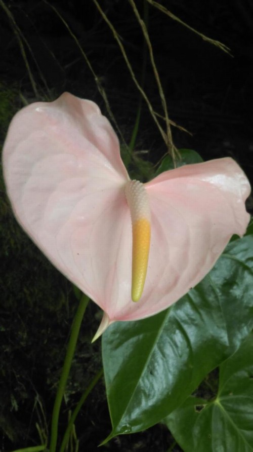 Aloha Crater Lodge and Lava Tube Tours - image 23