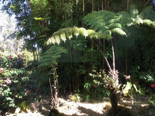 Hale 'Ohu Bed & Breakfast - image 2