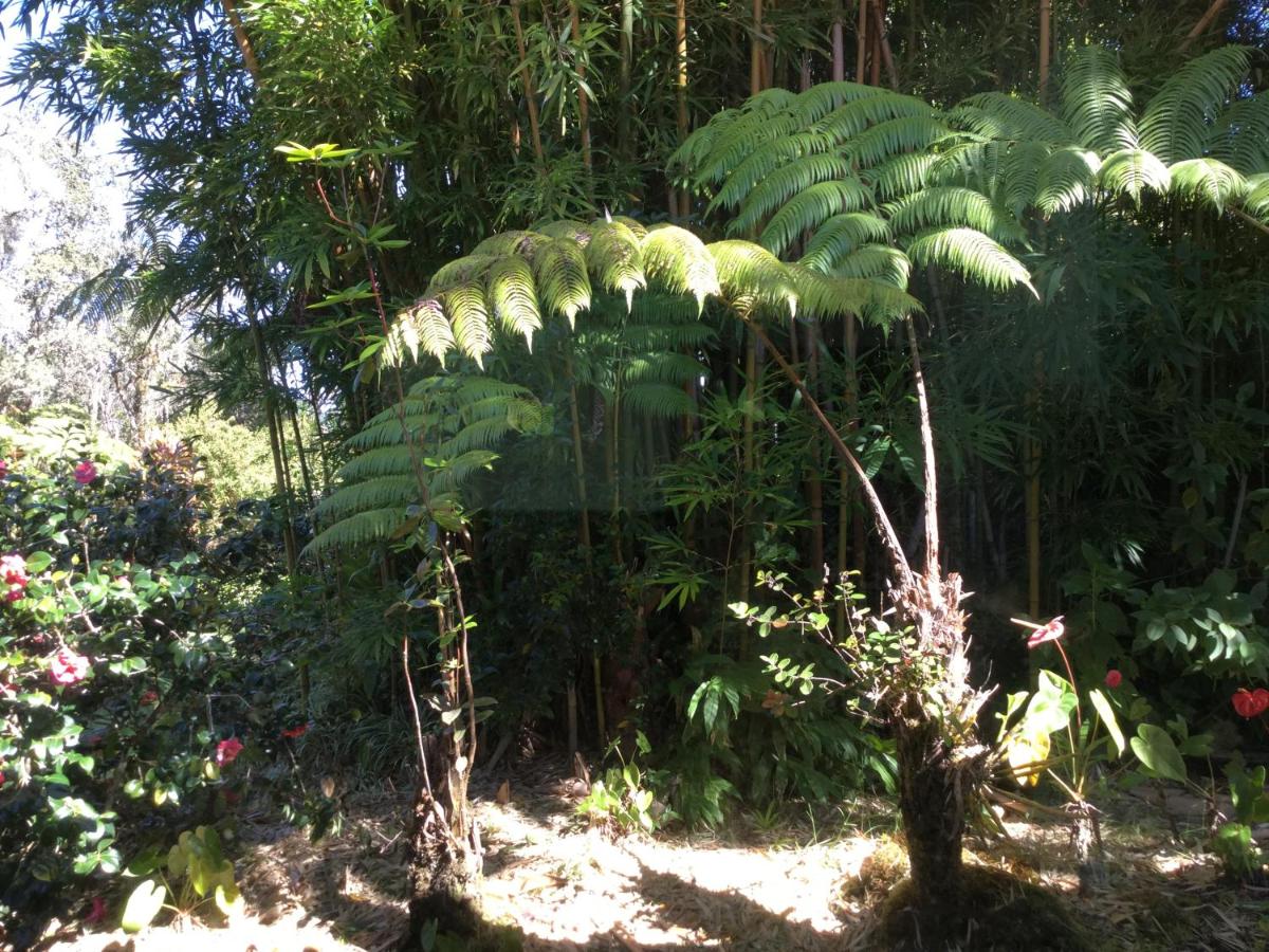 Hale 'Ohu Bed & Breakfast - image 2