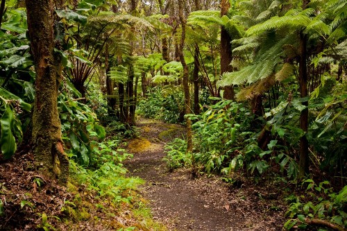 Hale 'Ohu Bed & Breakfast - image 18