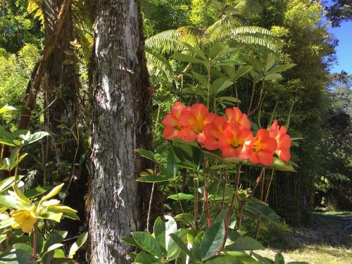 Hale 'Ohu Bed & Breakfast - image 22