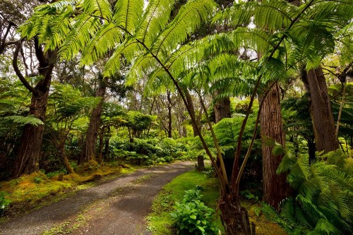 Hale 'Ohu Bed & Breakfast - image 36