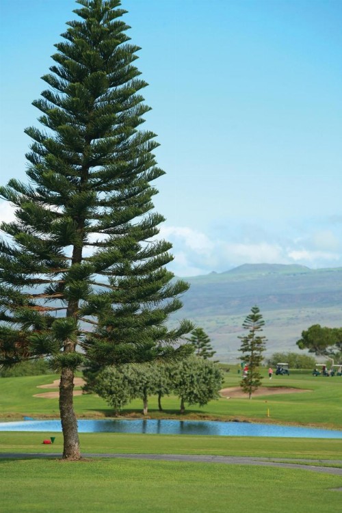 Paniolo Greens Resort - image 36