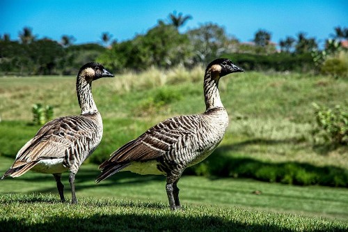 Fairway Villas Waikoloa A21 - image 45