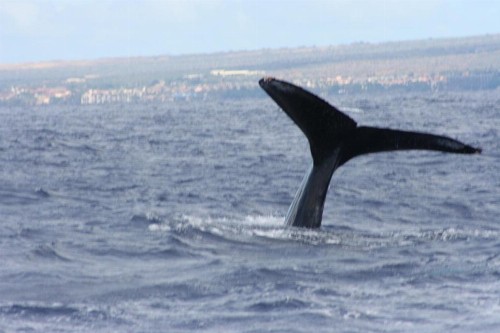 Wailea Ekolu #607 - image 48