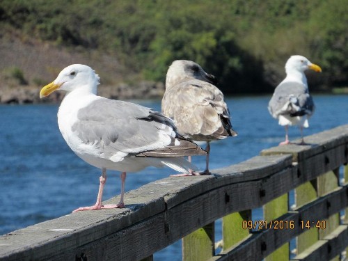 The Waldport Inn - image 38