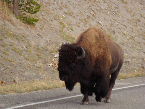 Yellowstone Wildlife Cabins - image 8